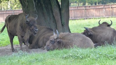 BIAŁOWIEŻA