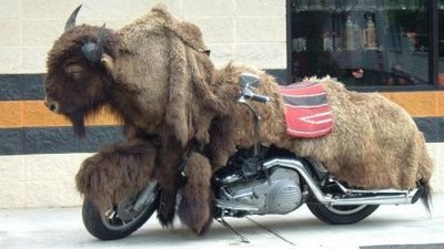 Buffalo1.jpg